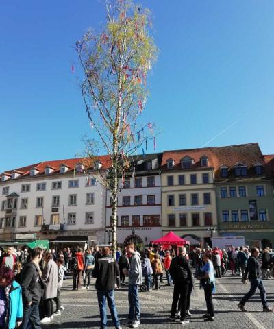 maibaum