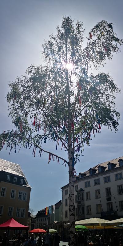 Maibum 2024 Maibum 2024