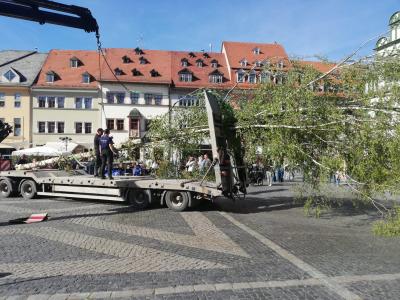 maibaum26
