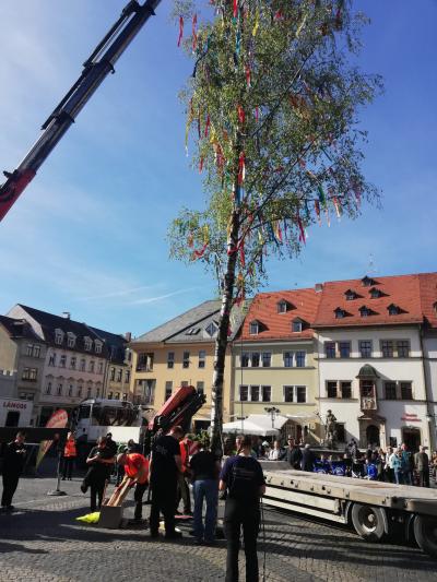 maibaum