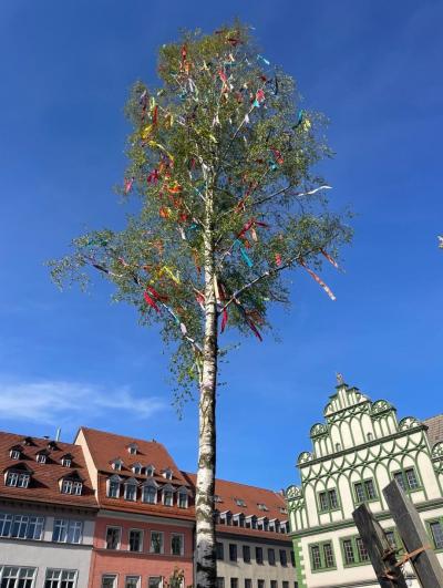 Maibaum 