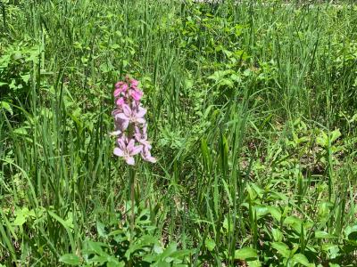orchideenwanderung