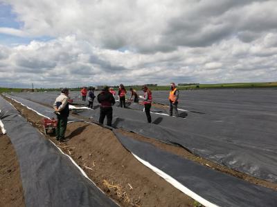 spargelernte spargelernte