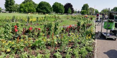 blumen blumen