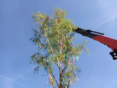 Maibaum 